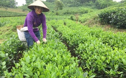 Liên kết trồng chè qua chi, tổ hội nghề nghiệp, nông dân Thái Nguyên yên tâm khâu tiêu thụ