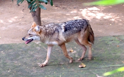 Bí ẩn về loài chó sói rừng ở Việt Nam