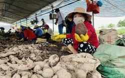 Vĩnh Long: Giá 1 ký khoai lang không bằng ly trà đá, nông dân trắng tay