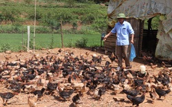 Lão nông người Thái thu hơn trăm triệu mỗi năm nhờ mô hình chăn nuôi tổng hợp