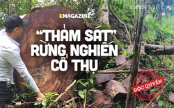 Phía sau vụ “thảm sát” rừng nghiến cổ thụ khủng nhất Việt Nam!
