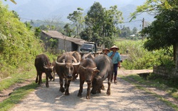 Hội Nông dân tỉnh Hoà Bình: nâng cao kiến thức, tạo vốn, giải quyết việc làm cho người lao động