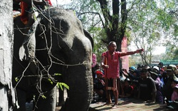 Dân tộc M'Nông ở Tây Nguyên: Con voi mới là đầu cơ nghiệp