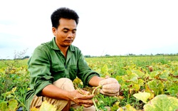 Đồng Nai: Trồng thứ quả mệnh danh là “nhà vô địch dinh dưỡng”, nông dân chỉ lấy hạt đem bán mà kiếm bộn tiền