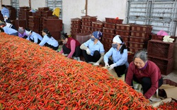 Trung Quốc đồng ý xem xét nhập khẩu khoai lang, riêng quả ớt, phải đáp ứng 1 trong 2 điều kiện ngặt nghèo này