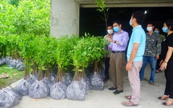Trung tâm Khuyến nông tỉnh Thái Nguyên cấp gần 8.000 cây na giống cho người dân