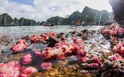 Kỳ ảo rạn san hô đỏ rực trên vịnh Hạ Long