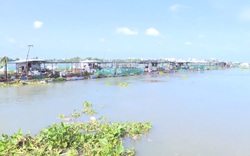 Vĩnh Long: Sạt lở khiến hơn 4 tấn cá điêu hồng của người dân trôi ra sông Cổ Chiên