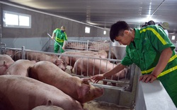 “Bộ ba” biện pháp phòng chống dịch tả lợn châu Phi, tin vui cho người nuôi lợn 