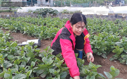 Lai Châu: Trồng 5000m2 rau an toàn, gái đảm vùng cao đều đặn “hái” 1,5 triệu đồng mỗi ngày