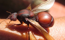 Loài kiến có cái mông rất to là đặc sản lạ thơm ngon như bì lợn chiên giòn