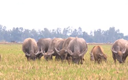 Đồng Tháp: Tận dụng đồng lúa sau thu hoạch, nông dân Tân Hồng nuôi trâu vỗ béo và sinh sản cho thu nhập khá