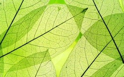 Khai thác sức mạnh của “lá nhân tạo” để tạo nhiên liệu xanh