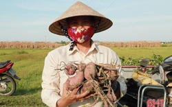 Hà Tĩnh: Nông dân ở đây trồng khoai lang giống gì mà củ thì bự, thu hoạch đến đâu thương lái khuân hết đến đó?