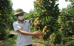 Bảo vệ uy tín nông sản Việt để nồi cơm của nông dân ngon hơn
