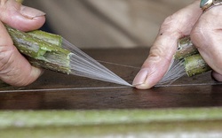 Độc đáo: Về nơi người đầu tiên dệt lụa bằng tơ sen thành công ở Việt Nam