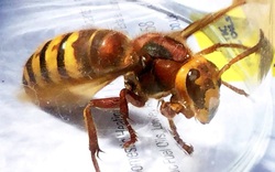 Số lượng ong bắp cày khổng lồ châu Á tăng lên mức “đáng báo động” ở Anh