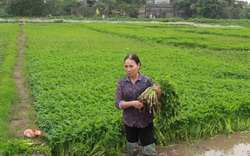 Địa phương có ca F0, cán bộ tín dụng làm cách này để giải ngân vốn chính sách an toàn