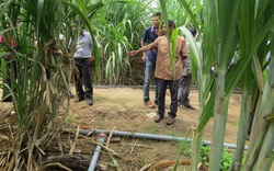 Phú Yên: Tưới nhỏ giọt cho ruộng mía, chẳng tốn công vỡ đất bỏ phân, mía lớn nhanh lại mập