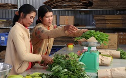 Lâm Đồng: Về Ma Đanh xem các mẹ người dân tộc Churu trồng rau hữu cơ, bán giá cao không lo Covid-19