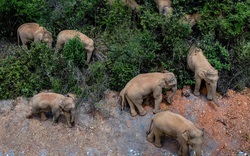 Đàn voi khủng đi "phượt" 500 km gây xôn xao Trung Quốc