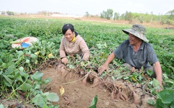 Chuyển từ trồng lúa sang ngô, mỗi năm thu về 300 triệu đồng