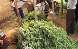Lời khai của doanh nhân nước ngoài trồng cây cần sa ở bãi sông Hồng