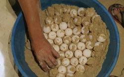 Bình Định: Phát hiện ổ trứng rùa biển hiếm gặp, gần 100 quả tròn vo nằm vùi dưới đất