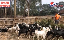 Nông dân Hà Tĩnh mục sở thị trang trại dê quy mô lớn ở Hà Nội