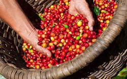 Australia giảm mạnh nhập khẩu cà phê của Việt Nam