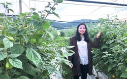 Lâm Đồng: Xôn xao "sơn nữ" cất bằng kỹ sư về quê trồng những cây tầm bóp khổng lồ mà thu hàng tỷ đồng