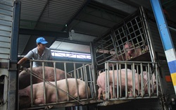 Số lượng heo thịt tỉnh Đồng Nai cung cấp cho thị trường TP HCM giảm hơn 1.000 con/ngày đêm