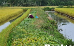 Bạc Liêu: Dưới ruộng nuôi tôm cấy lúa, trên bờ trồng dưa hấu, dưa leo, cứ 1ha nông dân lời 100 triệu 