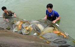 Hóa ra nuôi trồng thủy sản trên địa bàn Hà Nội chưa đạt được như kỳ vọng vì lí do này