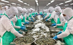 Cà Mau chủ động phương án, tránh nguy cơ “đứt gãy” chuỗi sản xuất thủy sản