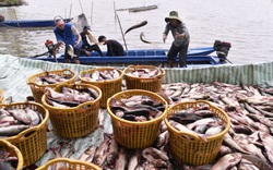 Kiên Giang: Trồng vườn cây trái đặc sản đẹp như phim, nuôi cá ruộng, đồng bào Kh'mer vươn lên khá giả