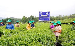 Supe Lâm Thao cung ứng hơn 3.500 tấn phân bón trả chậm cho nông dân Phú Thọ