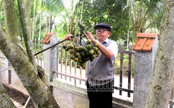 Nam Định: Chỉ trồng cây cau, sấy quả cau mà dân cả xã này giàu, thu 60 tỷ mỗi năm