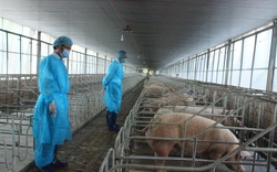 Giá lợn hơi thấp chưa từng có, tại sao giá thịt ở chợ vẫn cao?