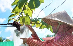 Sóc Trăng: Lạ mà hay, chị nông dân U50 táo bạo trồng nho trên đất nhiễm mặn và cái kết bất ngờ