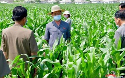 Triều Tiên thừa nhận thiếu hụt lương thực tồi tệ nhất trong hơn một thập kỷ trở lại đây