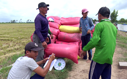 Long An: Giá lúa hè thu ở ngưỡng thua lỗ, "cò" lúa thừa cơ dịch Covid-19 ép nông dân