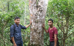 Hà Giang: Loài cây thân to như cột đình, trèo lên hái lộc đem "rang" lên rồi bán đắt tiền, bán cả sang Tây