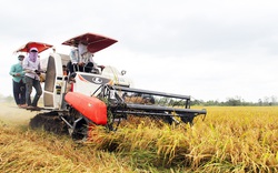Sắp thu hoạch cả triệu tấn lúa, Đồng Tháp lên 3 kịch bản tiêu thụ giữa dịch Covid-19