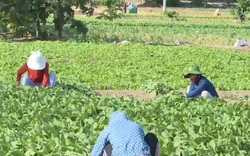 Quảng Ngãi: Hỗ trợ bà con nông dân tiêu thụ nông sản qua bán online