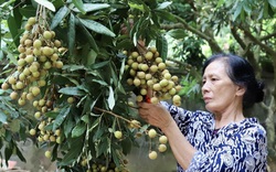 Video: Nông dân Hưng Yên phấn khởi vì nhãn lồng được lên sàn thương mại điện tử "né" Covid-19