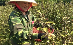 Quảng Bình: Trồng cây dại, hái trái ngon, nông dân "đút túi" 1 triệu đồng/ngày