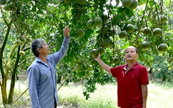 Nâng hạng cho bưởi đặc sản Yên Sơn 