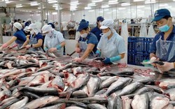 Xuất khẩu cá tra tăng mạnh nhưng người nuôi cá và doanh nghiệp đều...không vui