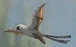 Phát hiện một loài chim đặc biệt sống cách đây 160 triệu năm